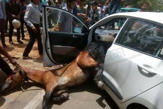 Bystanders and the police rescued the horse. (HT Photo) Bystanders and the police rescued the horse. (HT Photo)