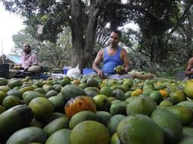 Prominent mango traders of Murshidabad think if a few varieties of the exotic breed are cultivated now, a kilo may cost around Rs 500. There will be no customers at that price point. (HT Photo) Prominent mango traders of Murshidabad think if a few varieties of the exotic breed are cultivated now, a kilo may cost around Rs 500. There will be no customers at that price point. (HT Photo)