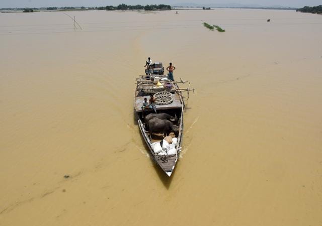 People transport their buffalos in a boat to a safer place in a flooded wetland at Balimukh village in Morigaon district of Assam on June 6. (Reuters Photo)