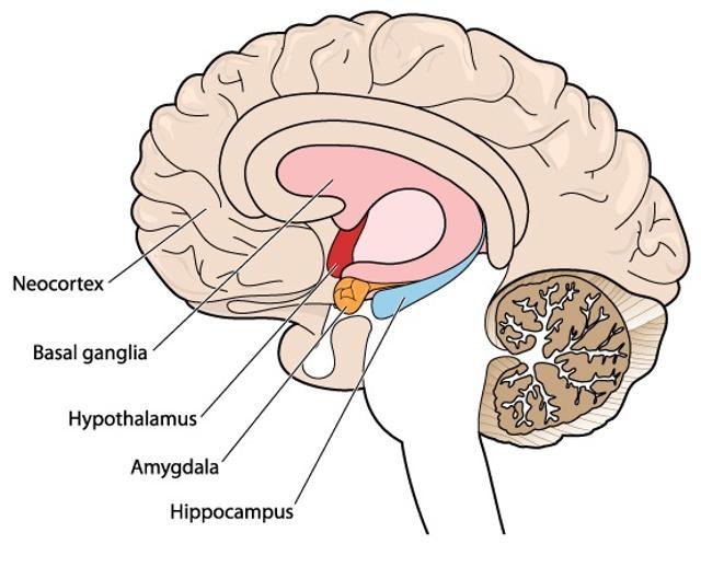 Moderate drinkers are more likely than non-drinkers to show atrophy in the hippocampus, the part of brain that governs memory and the ability to keep one’s bearings. (Shutterstock) Moderate drinkers are more likely than non-drinkers to show atrophy in the hippocampus, the part of brain that governs memory and the ability to keep one’s bearings. (Shutterstock)