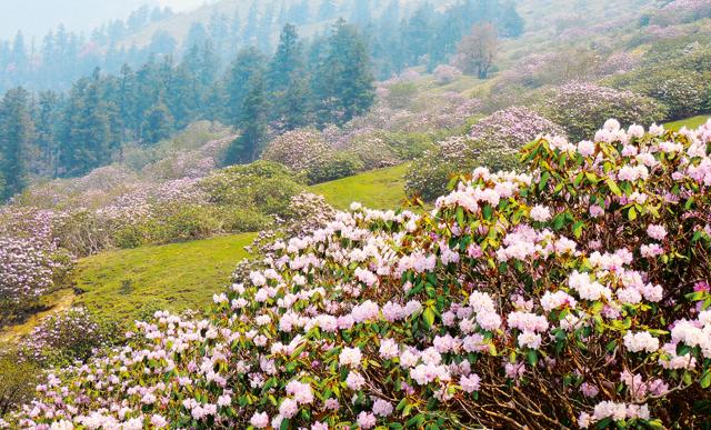 Rhododendrons, Tungnath ( Vaibhav Kau) Rhododendrons, Tungnath ( Vaibhav Kau)