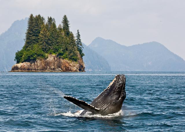 The Humpback whale. (Shutterstock) The Humpback whale. (Shutterstock)