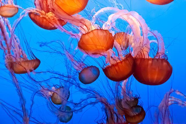 Chrysaora fuscescens is a common free-floating scyphozoa that lives in the Pacific Ocean, and is commonly known as the Pacific Sea Nettle or West Coast Sea Nettle. (Shutterstock) Chrysaora fuscescens is a common free-floating scyphozoa that lives in the Pacific Ocean, and is commonly known as the Pacific Sea Nettle or West Coast Sea Nettle. (Shutterstock)