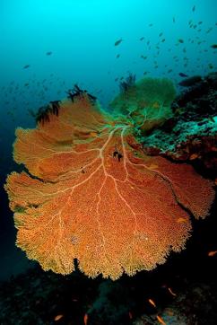 Fan coral off the Indian coast. (Sumer Verma) Fan coral off the Indian coast. (Sumer Verma)