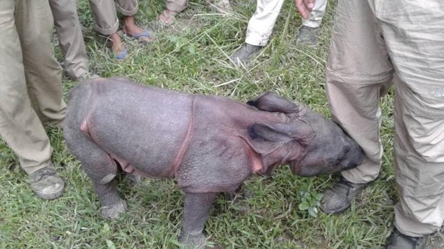 Tarzan the rhino calf at the Assam State Zoo in Guwahati. (HT Photo) Tarzan the rhino calf at the Assam State Zoo in Guwahati. (HT Photo)