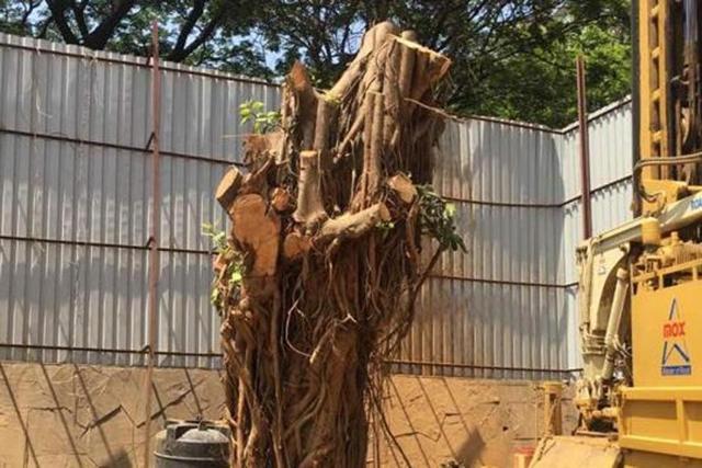 The banyan tree inside Rishi Kapoor’s bungalow has been reduced to its trunk. (HT Photo) The banyan tree inside Rishi Kapoor’s bungalow has been reduced to its trunk. (HT Photo)