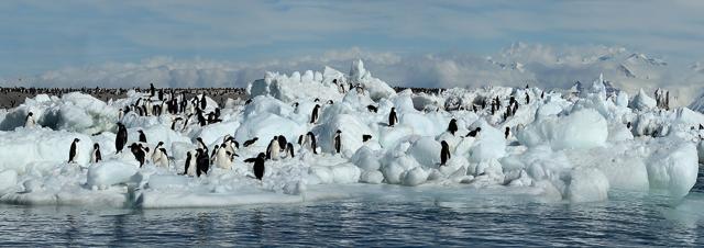 Observing penguins in Antarctica is like watching a real-life animated comedy. (Getty images) Observing penguins in Antarctica is like watching a real-life animated comedy. (Getty images)