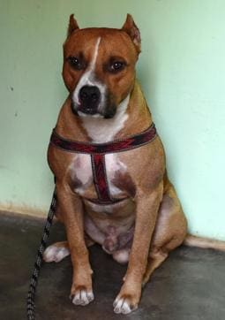 The Pit Bull Terrier that attacked the child. (HT Photo) The Pit Bull Terrier that attacked the child. (HT Photo)