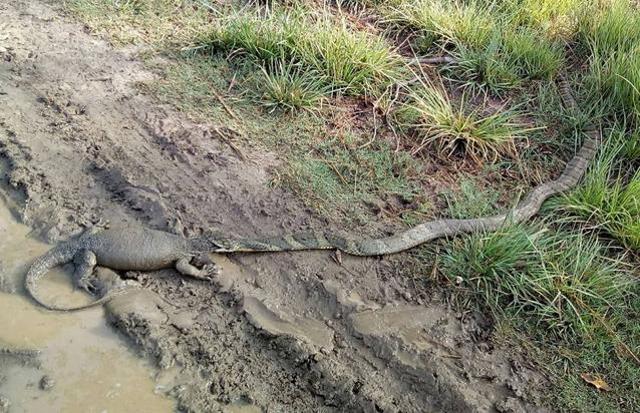 A Monitor lizard in the grip of a King cobra at Rajaji Tiger Reserve, Uttarakhand. (VIRU NEGI) A Monitor lizard in the grip of a King cobra at Rajaji Tiger Reserve, Uttarakhand. (VIRU NEGI)