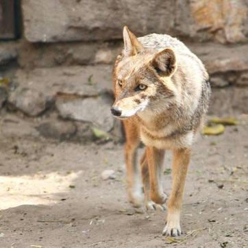 An Indian grey wolf at the Jaipur zoo. (Ashish Anant Sawant) An Indian grey wolf at the Jaipur zoo. (Ashish Anant Sawant)