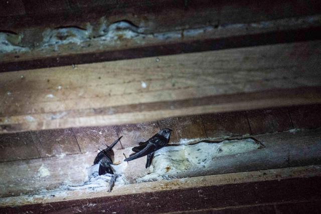 Swiftlets make nests in the roof of a building in Myeik city. (AFP) Swiftlets make nests in the roof of a building in Myeik city. (AFP)