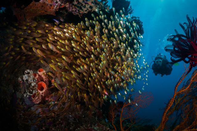 School of glassy cardinalfish (Rhabdamia spilota) watched by a diver at Gili Air. (Shutterstock)