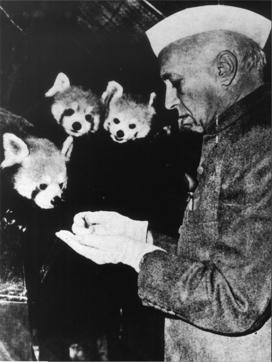 Jawaharlal Nehru with Himalayan pandas, Teen Murti House; 1957. (Courtesy Indira Gandhi: A Life in Nature) Jawaharlal Nehru with Himalayan pandas, Teen Murti House; 1957. (Courtesy Indira Gandhi: A Life in Nature)