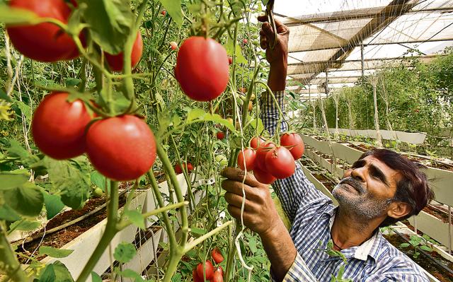 The study found that labelling vegetables with indulgent descriptions resulted in a greater mass of vegetables consumed per day. (Sanjeev Verma/HT PHOTO)
