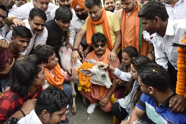 BJP Yuva Morcha activists garland a calf while protesting in New Delhi. (Mohd Zakir/HT File Photo) BJP Yuva Morcha activists garland a calf while protesting in New Delhi. (Mohd Zakir/HT File Photo)