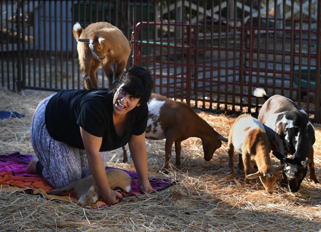 Imagine That Asana With Goats On Your Back. This Is Latest Yoga Craze.