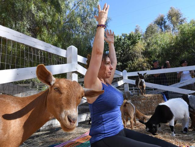 Yoga with goats latest fitness craze in US