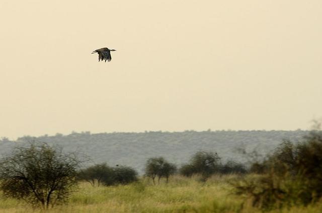 The Great Indian Bustard is an endangered bird. (Wikimedia Commons) The Great Indian Bustard is an endangered bird. (Wikimedia Commons)