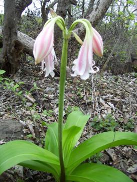 The pink-striped lily is one of four types that blossom in Kharghar during the rains. (V Shubhalaxmi )