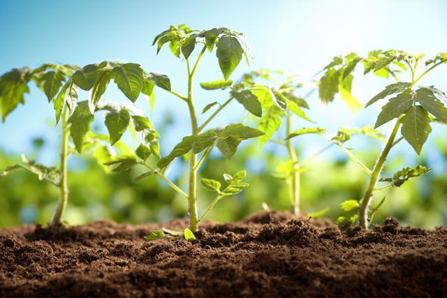 Humans exhale carbon dioxide which plants then convert back to oxygen through the process of photosynthesis. (Shutterstock) Humans exhale carbon dioxide which plants then convert back to oxygen through the process of photosynthesis. (Shutterstock)