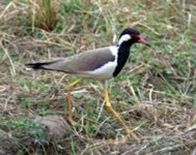 If you’re lucky, you may spot the boldly patterned Red-Wattled Lapwing in Kharghar. (Isaac Kehimkar ) If you’re lucky, you may spot the boldly patterned Red-Wattled Lapwing in Kharghar. (Isaac Kehimkar )