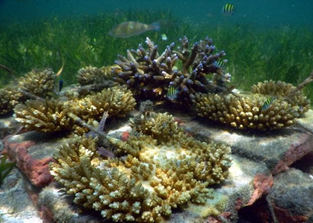 The corals after one year of transplantation. (UNDP)