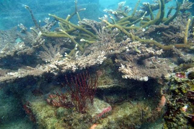 The corals, after four years, have grown considerably in size. (UNDP) The corals, after four years, have grown considerably in size. (UNDP)