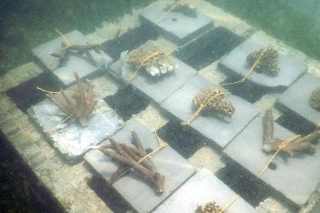 The corals on the first day of transplantation. (UNDP)