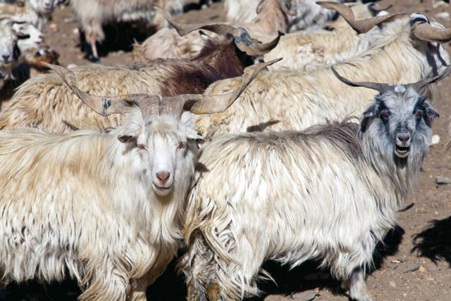 A flock of sheep crossing ZojiLa Pass, Ladakh. ZojiLa Pass (3,529 metres) is a gateway to Ladakh and one of the toughest passes of Ladakh. (Shutterstock) A flock of sheep crossing ZojiLa Pass, Ladakh. ZojiLa Pass (3,529 metres) is a gateway to Ladakh and one of the toughest passes of Ladakh. (Shutterstock)