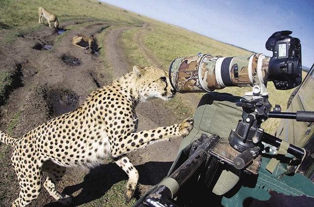 A cheetah looking into Scott’s camera. (Jonathan Scott) A cheetah looking into Scott’s camera. (Jonathan Scott)