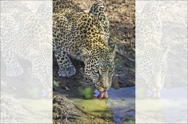 A leopard drinks water from a river. (Jonathan Scott) A leopard drinks water from a river. (Jonathan Scott)