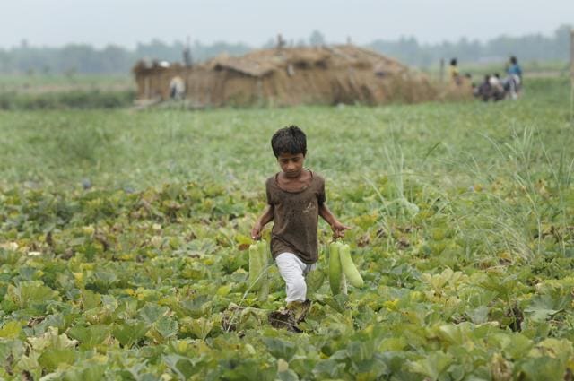 The periodic migration affects the education of the Mallah children. Which school will give them admission for with months and four months? Most end up working on the farms with their parents. (Burhaan Kinu/HT PHOTO) The periodic migration affects the education of the Mallah children. Which school will give them admission for with months and four months? Most end up working on the farms with their parents. (Burhaan Kinu/HT PHOTO)