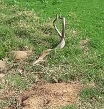 Rat snake males locked in combat at the Shivalik Golf Club, Chandimandir. (COMMANDER RBS GILL (RETD.))