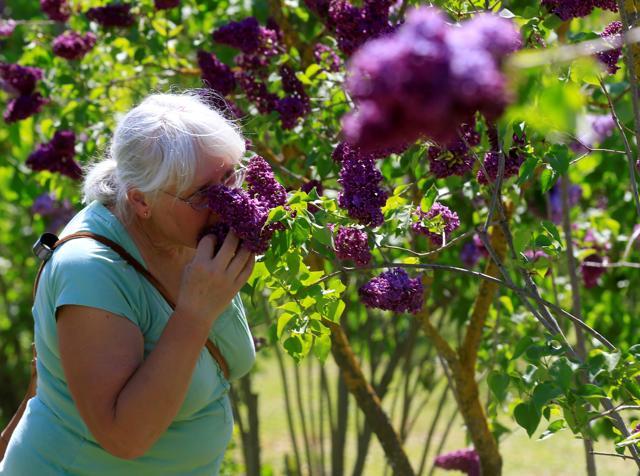 The positive influence of a garden on the ill is thought to have already been known in ancient Egypt, but modern therapy dates back to the 19th century and was used to help soldiers wounded in World War I. (REUTERS) The positive influence of a garden on the ill is thought to have already been known in ancient Egypt, but modern therapy dates back to the 19th century and was used to help soldiers wounded in World War I. (REUTERS)
