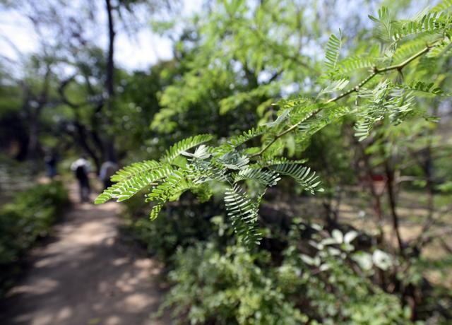 Vilayati kikar tree at Kamla Nehru Ridge in New Delhi. (Ravi Choudhary/HT PHOTO) Vilayati kikar tree at Kamla Nehru Ridge in New Delhi. (Ravi Choudhary/HT PHOTO)
