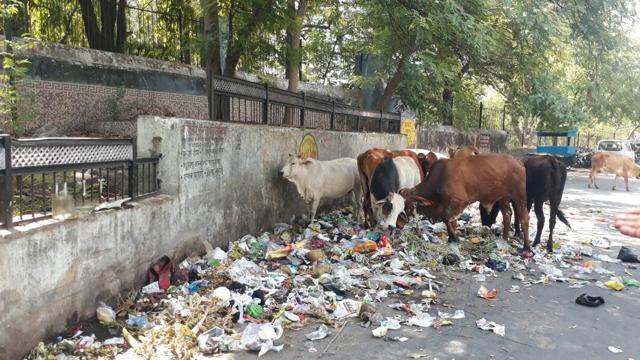 The area when it was a garbage dump. (HT Photo) The area when it was a garbage dump. (HT Photo)