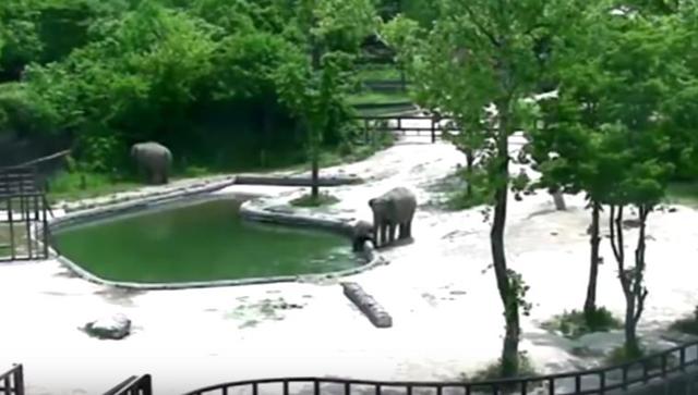 The baby slipped into the pool while drinking water (Youtube/Screengrab)