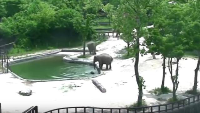 Another adult elephant, who was standing nearby, can be seen rushing to help save the calf (Youtube/Screengrab)