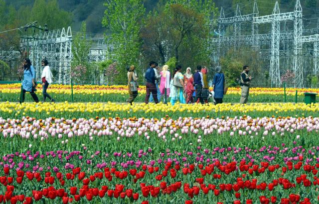 Tourists visiting Asia's largest Tulip garden in Srinagar. (PTI File Photo) Tourists visiting Asia's largest Tulip garden in Srinagar. (PTI File Photo)