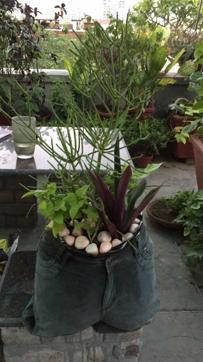 Kavita Kakkar made a planter from an old pair of straight-cut jeans. Kavita Kakkar made a planter from an old pair of straight-cut jeans.