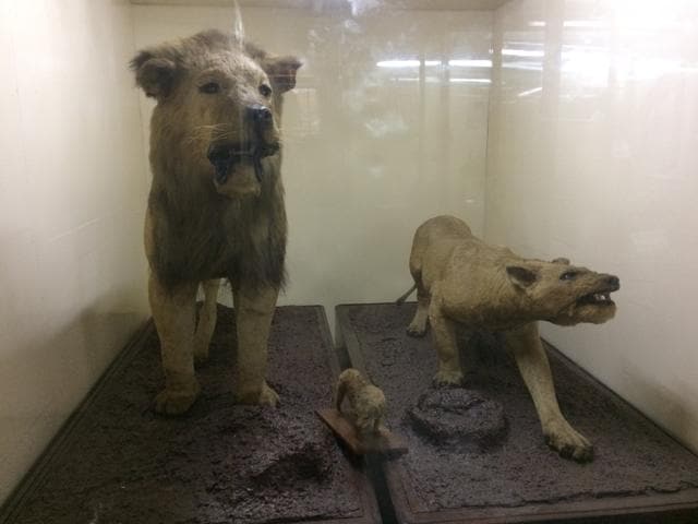 One thing that one cannot miss here is the taxidermy (preserving of animal bodies), the cheetah, Indian lion, birds and fishes,which are a great view in glass shelves. (HT PHOTO)
