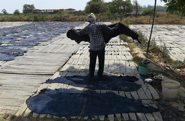 An Indian labourer carries buffalo hides that are laid out to dry in the sun, as part of the leather production process, on the banks of the river Ganges in Kanpur in 2016 (AFP) An Indian labourer carries buffalo hides that are laid out to dry in the sun, as part of the leather production process, on the banks of the river Ganges in Kanpur in 2016 (AFP)