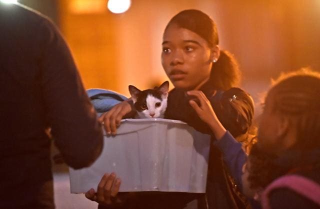 A resident and a cat are evacuated from the Taplow Tower residential block as a precautionary measure following concerns over the type of cladding used on the outside of the building on the Chalcots Estate in north London, Britain, June 23, 2017. (REUTERS) A resident and a cat are evacuated from the Taplow Tower residential block as a precautionary measure following concerns over the type of cladding used on the outside of the building on the Chalcots Estate in north London, Britain, June 23, 2017. (REUTERS)