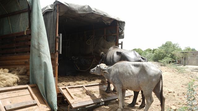 Buffaloes being loaded for transportation. (G Rajaram) Buffaloes being loaded for transportation. (G Rajaram)