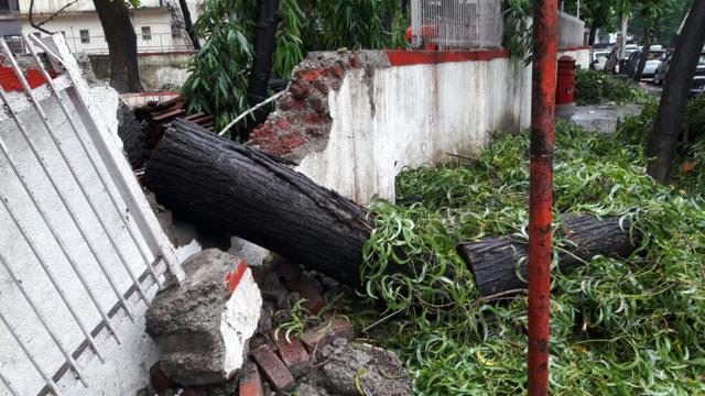 A huge tree fell near Thane civil hospital. (PRAFUL GANGURDE)