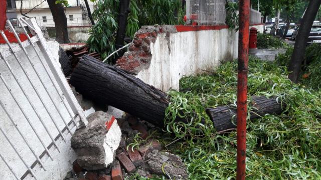 A tree fell near Thane civil hospital. (Praful Gangurde) A tree fell near Thane civil hospital. (Praful Gangurde)