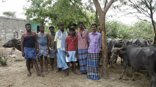 Cattle traders from different parts of Tamil Nadu at the fair. (G Rajaram) Cattle traders from different parts of Tamil Nadu at the fair. (G Rajaram)
