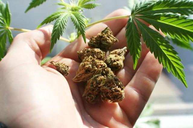 There is, however, only one issue: there isn’t enough awareness regarding the benefits and side effects of cannabis on animals. (HT file photo ) There is, however, only one issue: there isn’t enough awareness regarding the benefits and side effects of cannabis on animals. (HT file photo )
