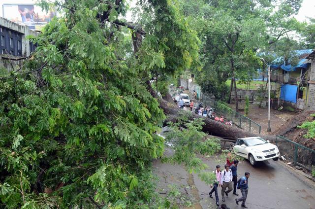 The huge tree blocked the route for about three hours. (Rishikesh Choudhary) The huge tree blocked the route for about three hours. (Rishikesh Choudhary)