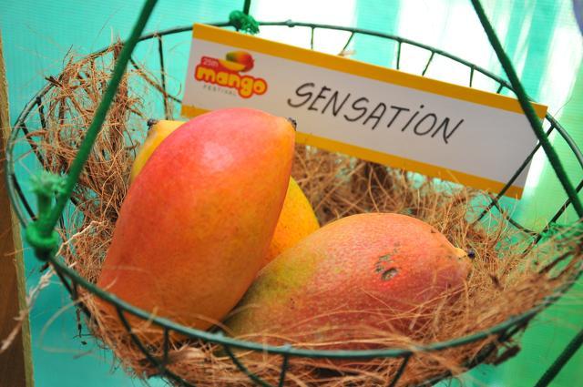Around 500 varieties of mangoes are expected to be displayed at the mango festival this year.
